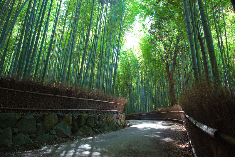 bosque-de-bambu