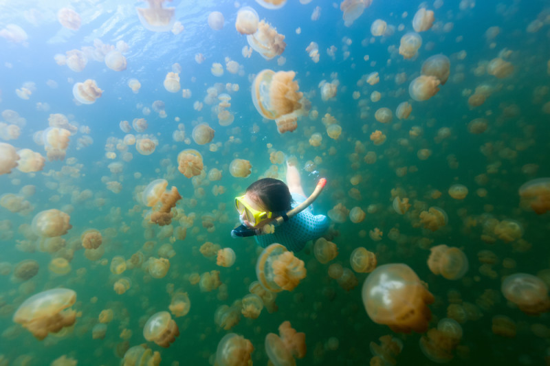 lago-medusas-palau