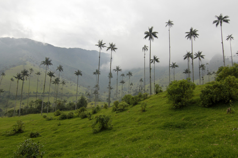 valle-cocora-colombia