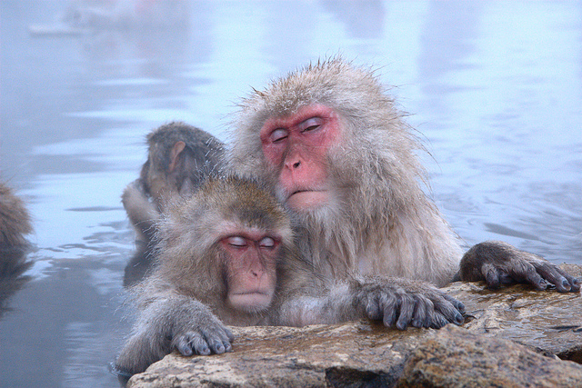 Estos monos muy y sus caras no pueden (Parque Jigokudami, - 101 Lugares increíbles