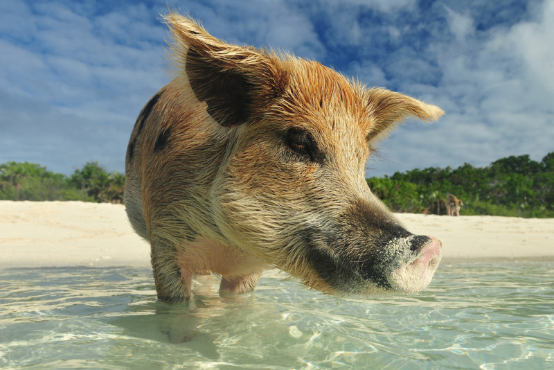 pigs-bahamas (2)