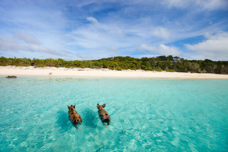 pigs-bahamas