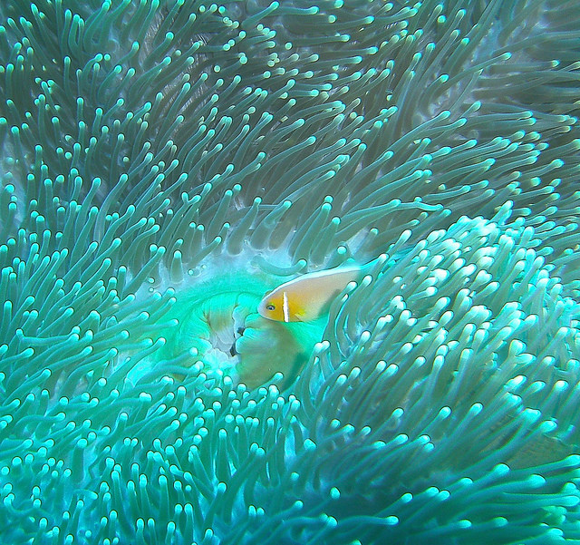 43 fotos de uno de los paraísos de buceo más bonito del mundo ...