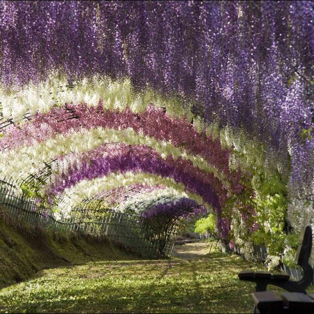 tunel-flores-japon