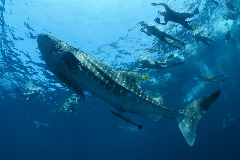 excursion-nadar-con-tiburon-ballena-cancun