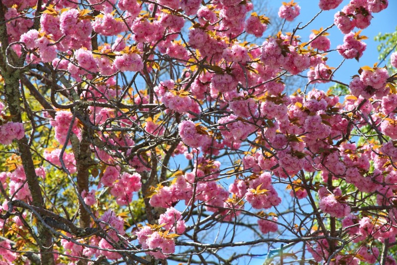 cerezos-floracion-japon