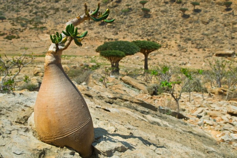 socotra-yemen-arbol (2)