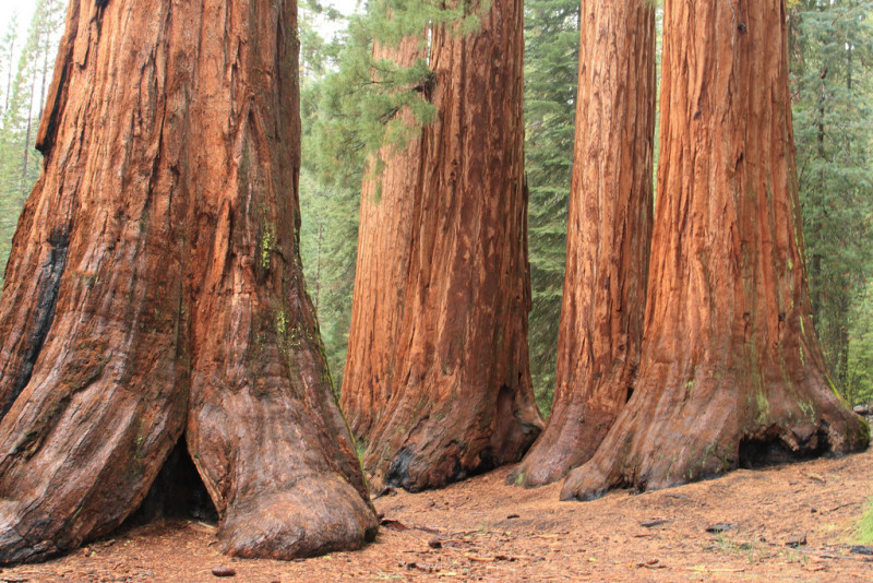 Image result for secuoyas gigantes california