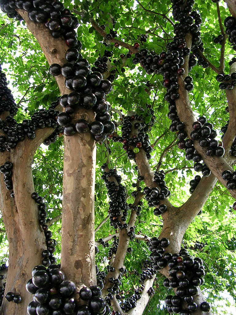 Un curiosos árbol que da frutos en su tronco en Brasil (Jabuticaba) - 101  Lugares increíbles