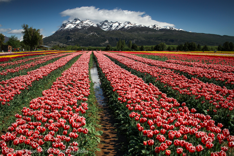 Un campo de tulipanes en Patagonia (Trevelin, provincia de Chubut) - 101  Lugares increíbles