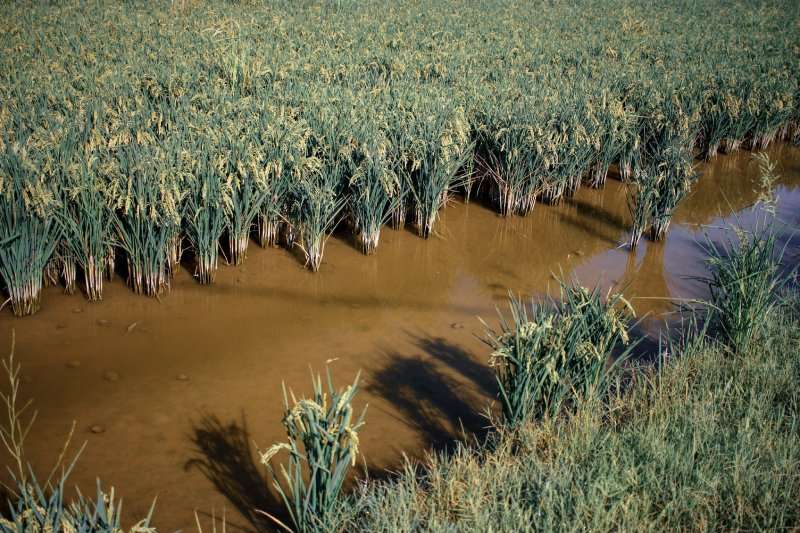 Cultivos de arroz en Delta del Ebro